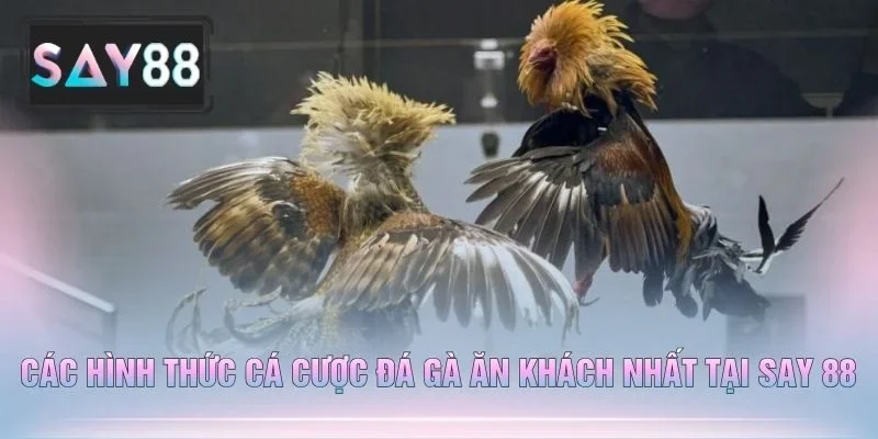Các Hình Thức Cá Cược Đá Gà Ăn Khách Nhất Tại Say 88
