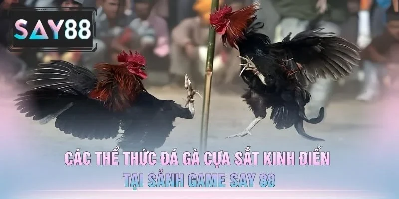 Các Thể Thức Đá Gà Cựa Sắt Kinh Điển Tại Sảnh Game Say 88