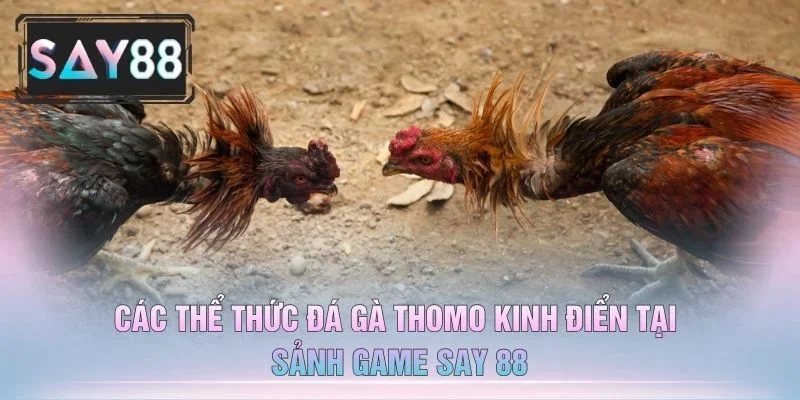 Các Thể Thức Đá Gà Thomo Kinh Điển Tại Sảnh Game Say 88