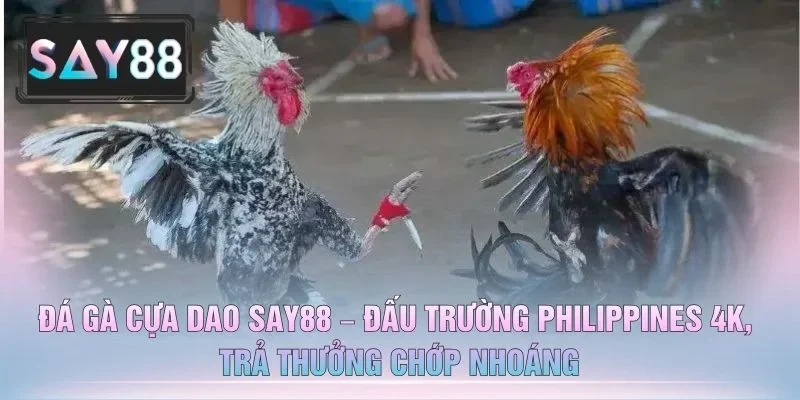 Đá Gà Cựa Dao SAY88 – Đấu Trường Philippines 4K, Trả Thưởng Chớp Nhoáng