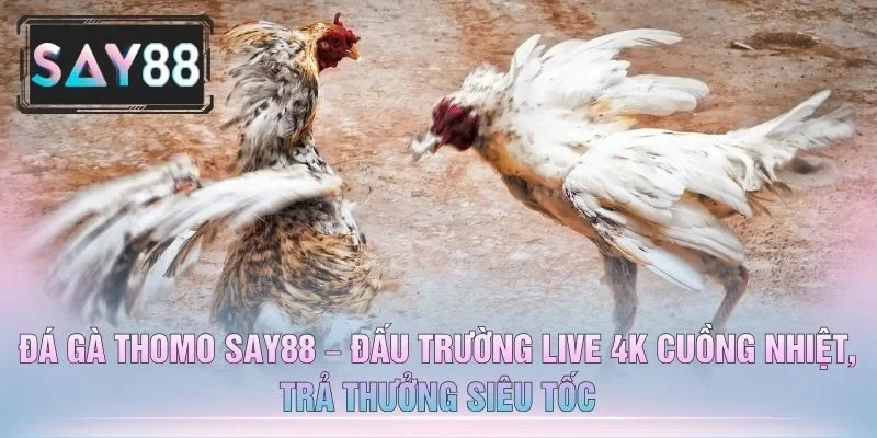 Đá Gà Thomo SAY88 – Đấu Trường Live 4K Cuồng Nhiệt, Trả Thưởng Siêu Tốc