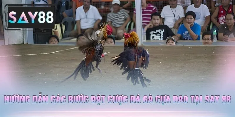 Hướng Dẫn Các Bước Đặt Cược Đá Gà Cựa Dao Tại Say 88
