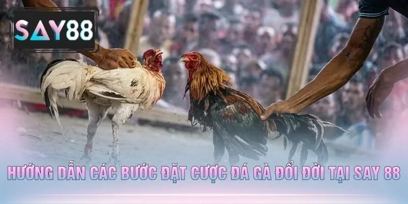 Hướng Dẫn Các Bước Đặt Cược Đá Gà Đổi Đời Tại Say 88