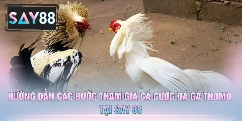 Hướng Dẫn Các Bước Tham Gia Cá Cược Đá Gà Thomo Tại Say 88