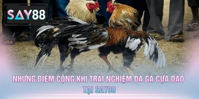 Những Điểm Cộng Khi Trải Nghiệm Đá Gà Cựa Dao Tại Say88