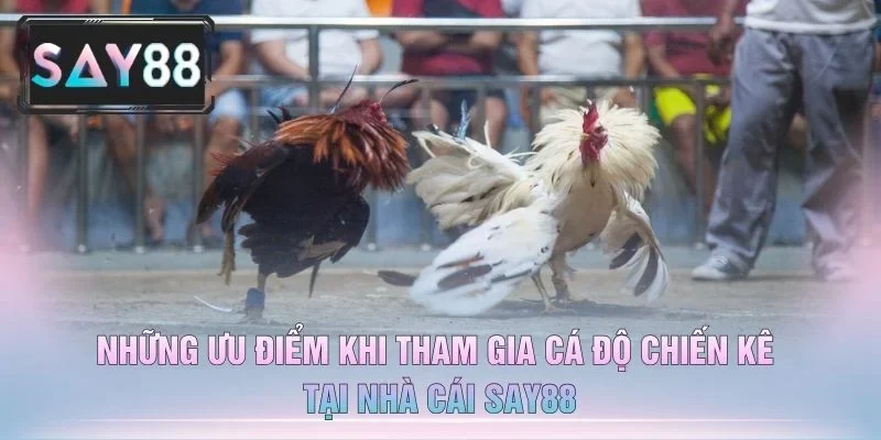 Những Ưu Điểm Khi Tham Gia Cá Độ Chiến Kê Tại Nhà Cái Say88