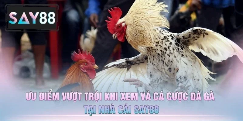 Ưu Điểm Vượt Trội Khi Xem Và Cá Cược Đá Gà Tại Nhà Cái Say88