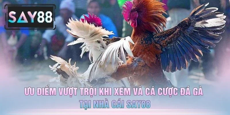 Ưu Điểm Vượt Trội Khi Xem Và Cá Cược Đá Gà Tại Nhà Cái Say88